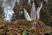 52 Salendo in Molinasco fiore Dente di cane ( Erythronium dens-canis)